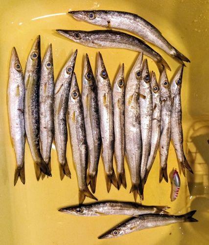 カマスの釣果