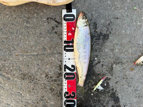 ニシンの釣果