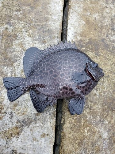 イシガキダイの釣果