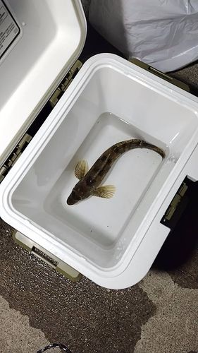 ホッケの釣果