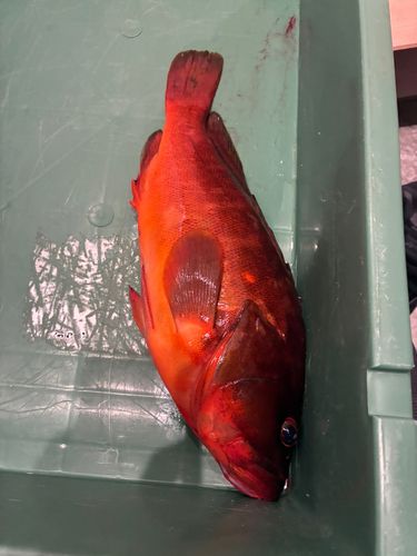 アカハタの釣果