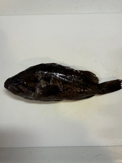 ソイの釣果