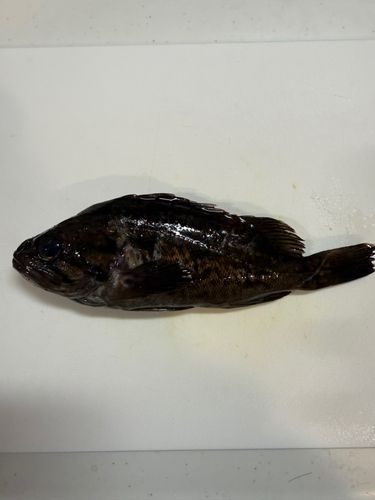 ソイの釣果