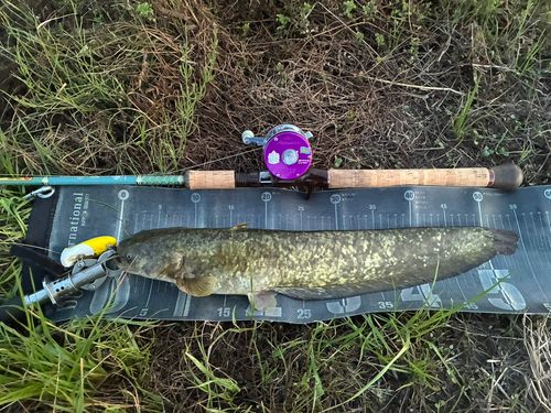 ナマズの釣果