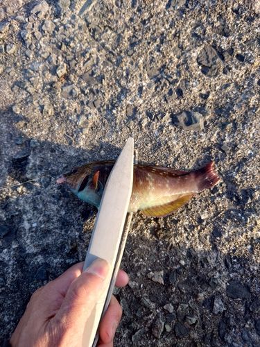 ベラの釣果