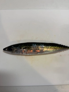 サバの釣果