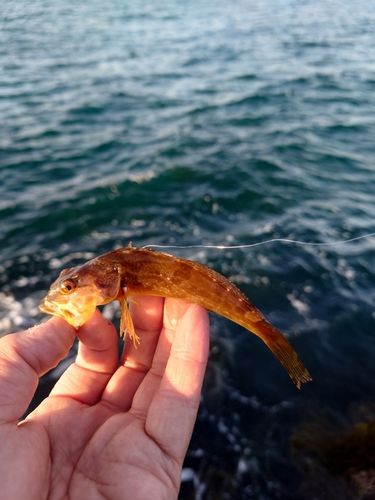 ハゼの釣果