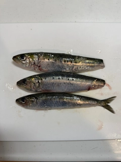 イワシの釣果