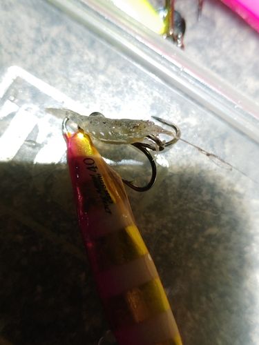 エビの釣果