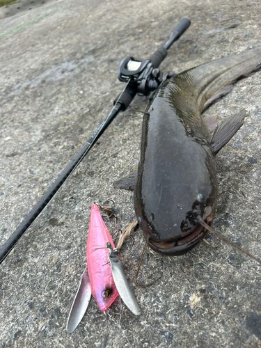 ニホンナマズの釣果