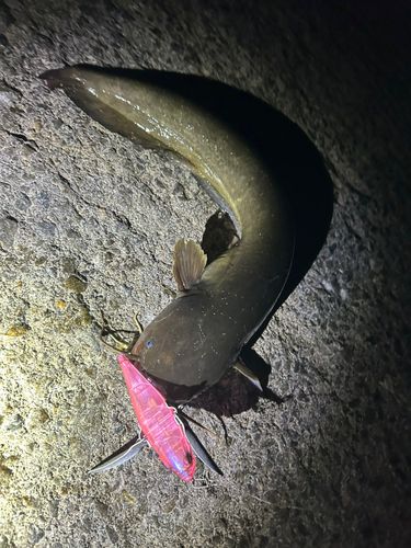 ニホンナマズの釣果