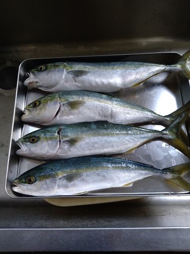イナダの釣果