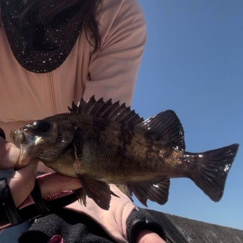 メバルの釣果