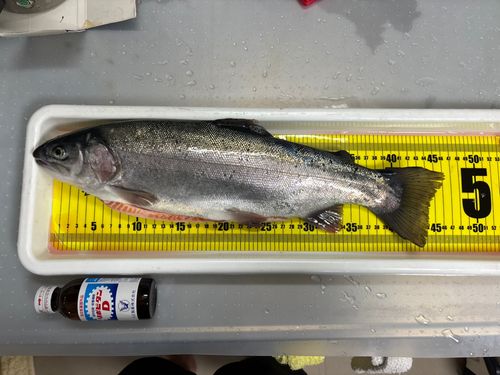 ニジマスの釣果