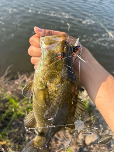 スモールマウスバスの釣果