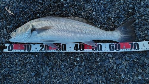オオニベの釣果