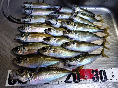 マアジの釣果