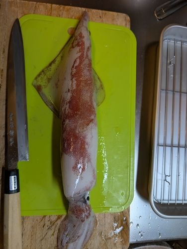 ケンサキイカの釣果