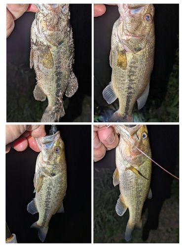 ブラックバスの釣果