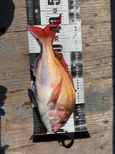 マダイの釣果