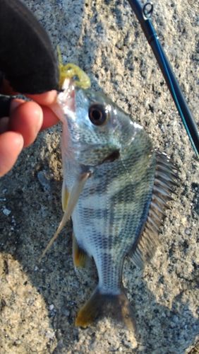 キビレの釣果