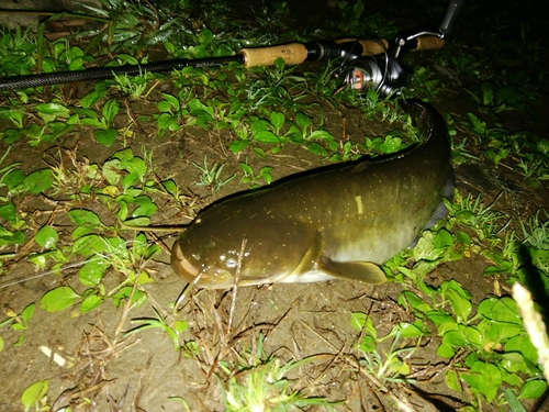 ナマズの釣果