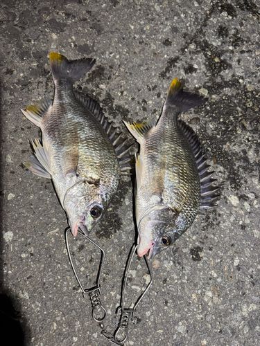 キビレの釣果