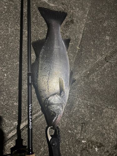 ヒラスズキの釣果