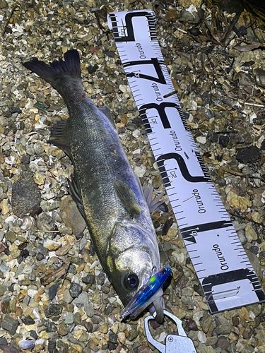 シーバスの釣果