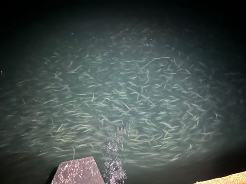 イワシの釣果