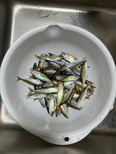 アジの釣果