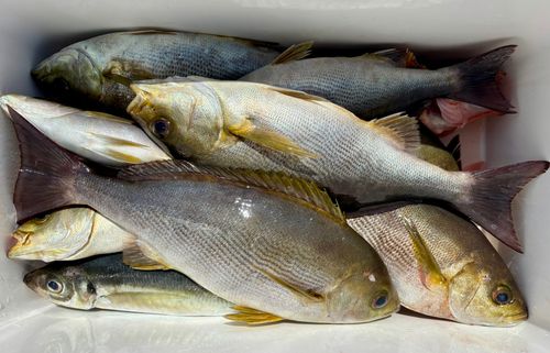 イサキの釣果