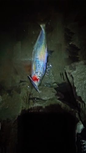 ヒラの釣果