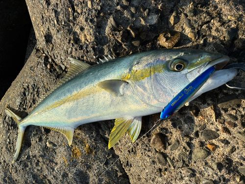 ヒラマサの釣果