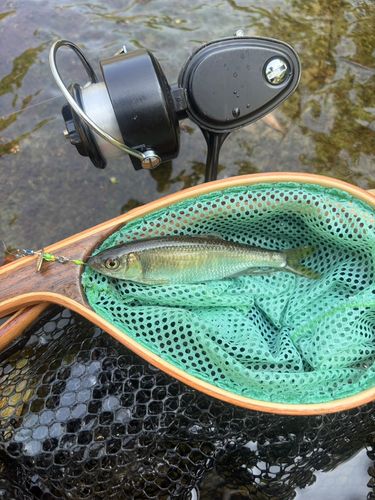オイカワの釣果