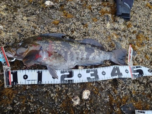 アイナメの釣果