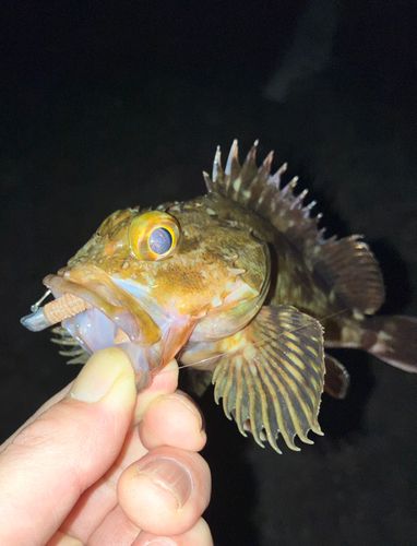 ガシラの釣果