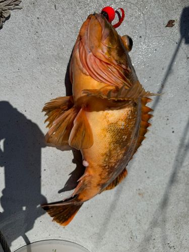 ウッカリカサゴの釣果