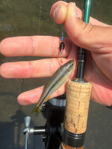 カワムツの釣果