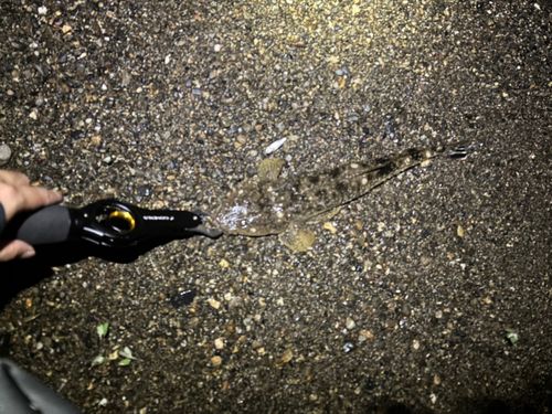 マゴチの釣果