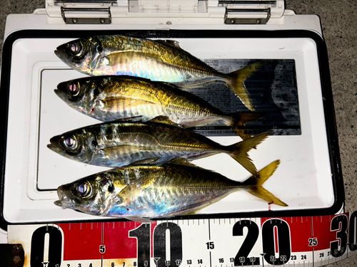 アジの釣果