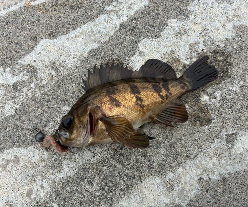 メバルの釣果