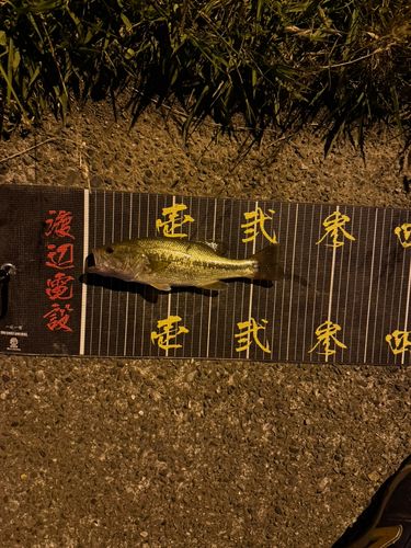 ラージマウスバスの釣果