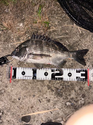 クロダイの釣果