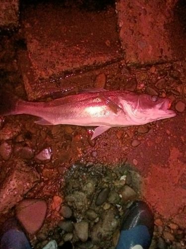 スズキの釣果