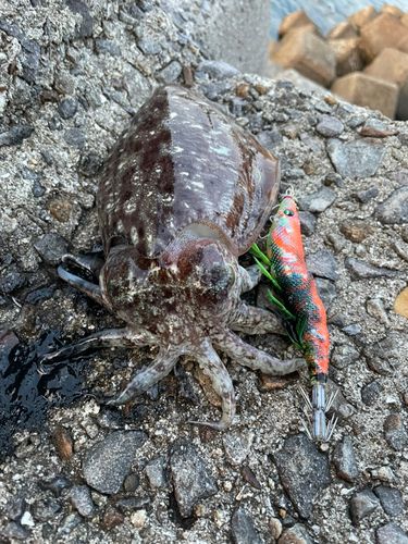 コウイカの釣果