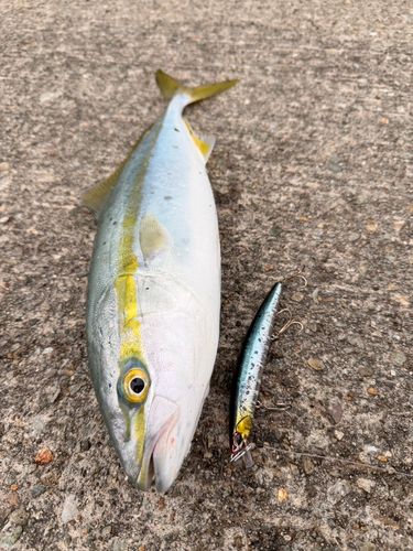 イナダの釣果