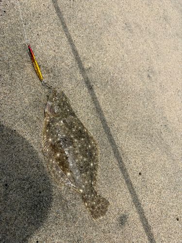 ソゲの釣果