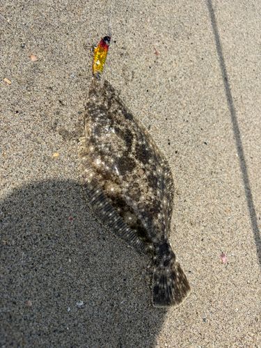 ソゲの釣果