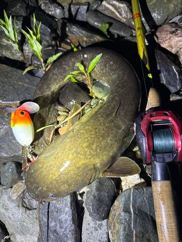 ナマズの釣果